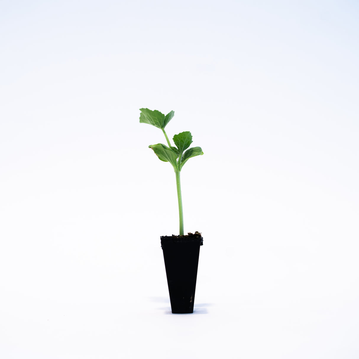 Orange Sugar Melon Plant