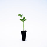 Orange Sugar Melon Plant