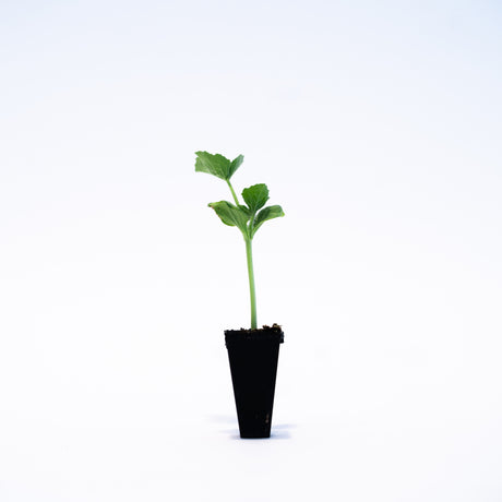 Orange Sugar Melon Plant