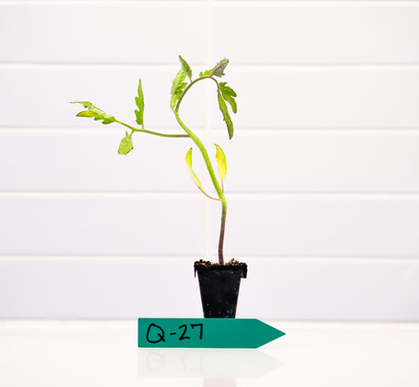 Market Round (Quality 27) Tomato Seedling