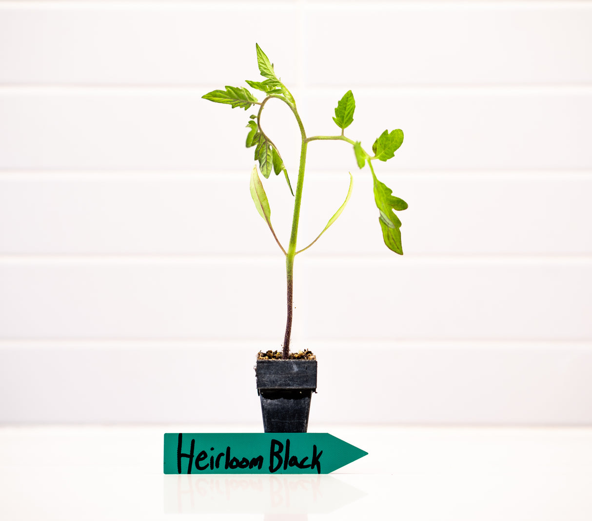 Heirloom Hybrid (Black) Tomato Plant