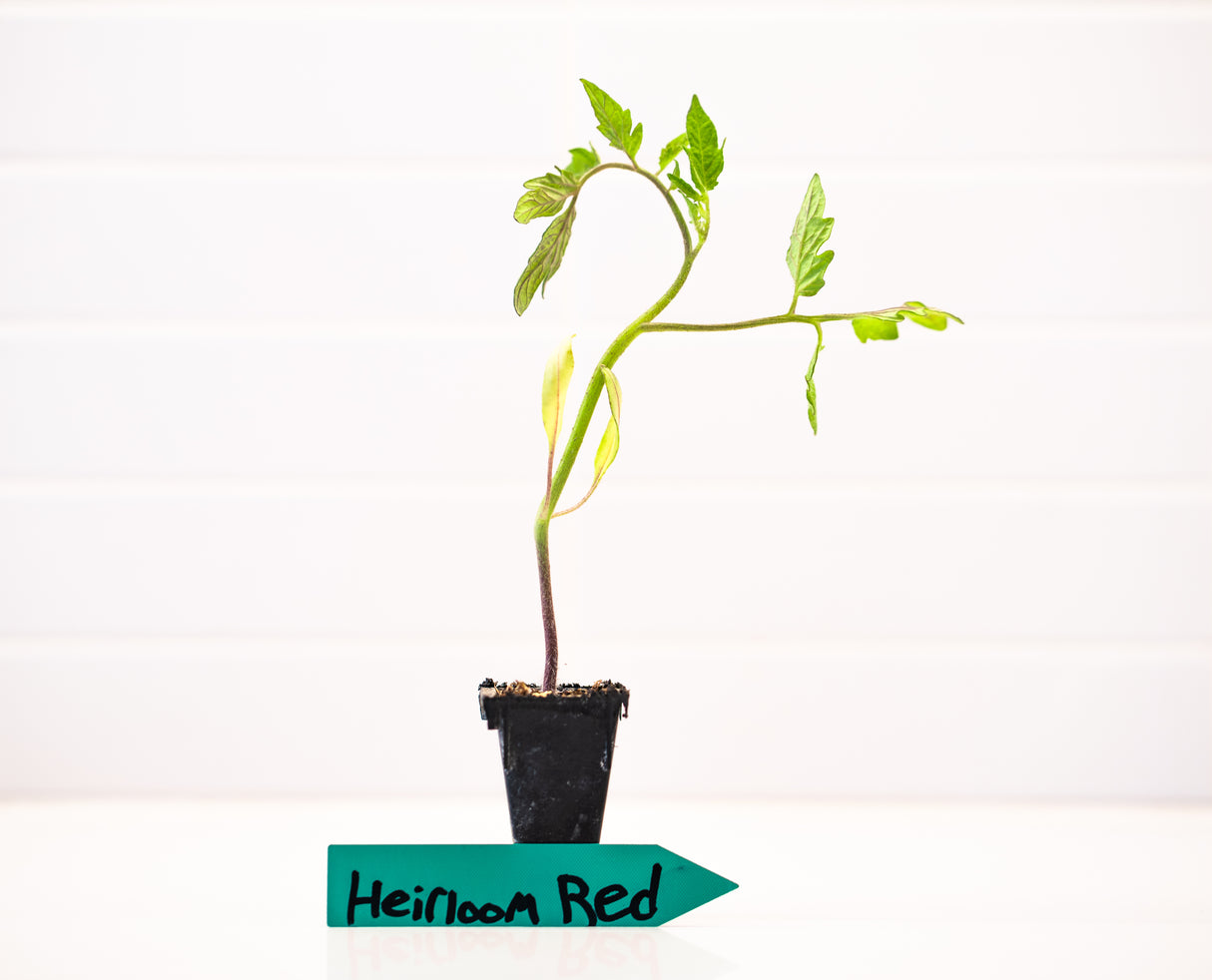 Heirloom Hybrid (Red) Tomato Plant