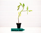 Heirloom Hybrid (Bundle) Tomato Plants