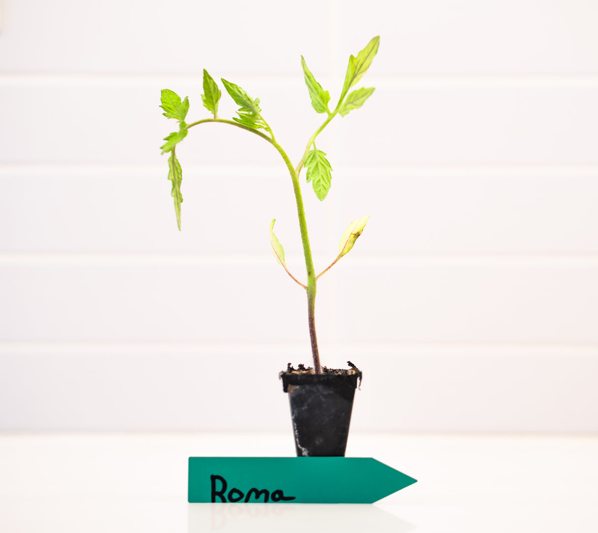 Roma (Galila) Tomato Plant