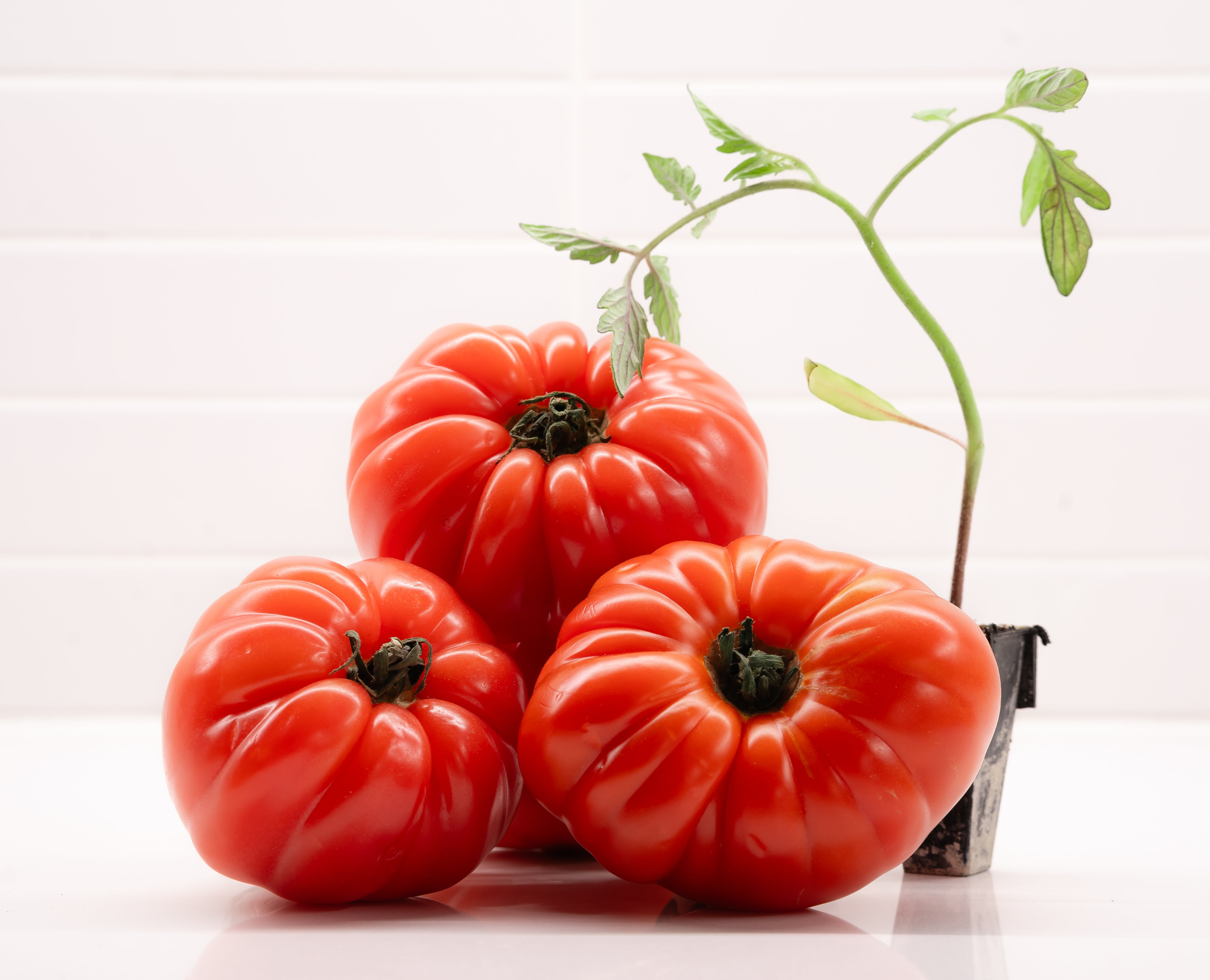 Heirloom Hybrid (Red) Tomato Plants – Salinas Nursery Garden Plants