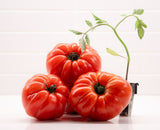 Heirloom Hybrid (Red) Tomato Plant