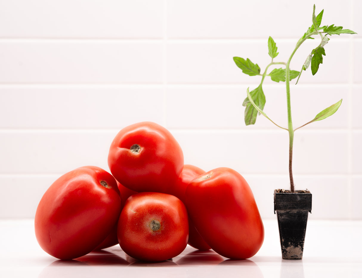 Roma (Galila) Tomato Plant