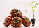 Heirloom Hybrid (Black) Tomato Plant