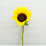 Orange Hedge Sunflower Plant