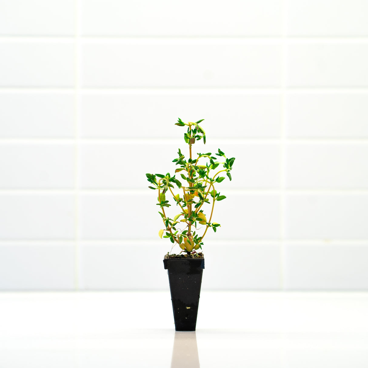 Thyme Plant