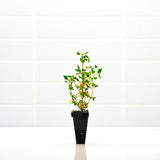 Thyme Plant