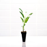 Sage Plant