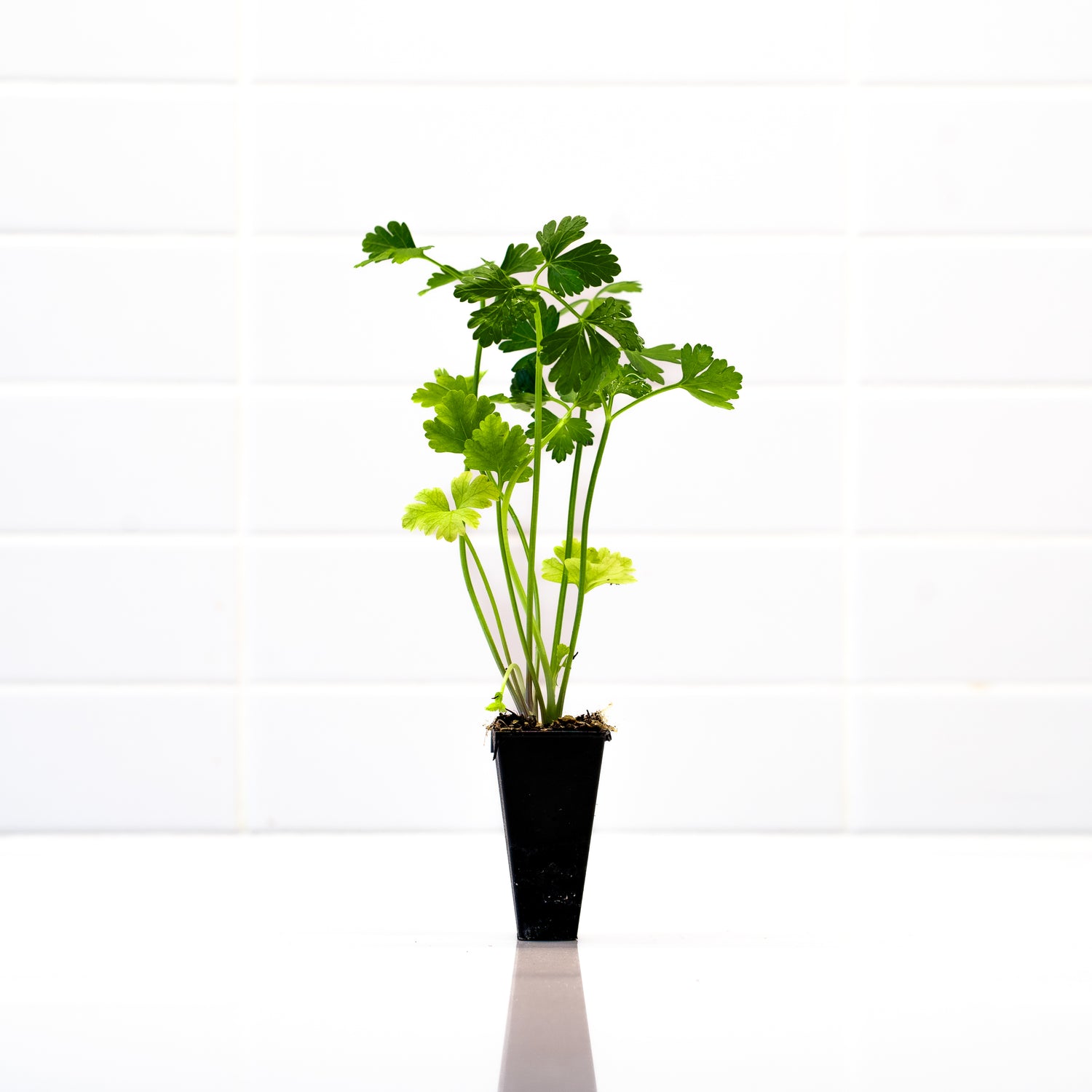 potted parsley plant Parsley Plants – Salinas Nursery Garden Plants