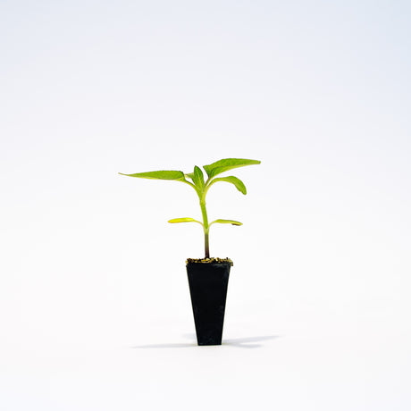 Razzmatazz Sunflower Plant