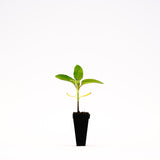 Autumn Sunflower Plant