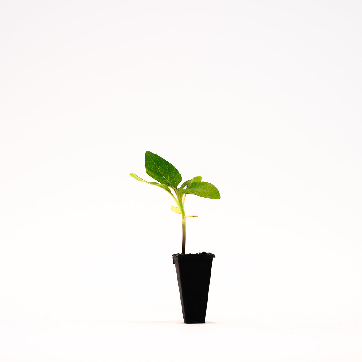 Taiyo Sunflower Plant