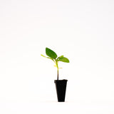 Taiyo Sunflower Plant