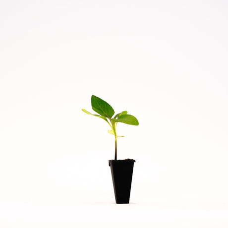 Goldy Double Sunflower Plant