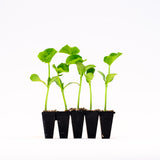 Cali Seeded Watermelon