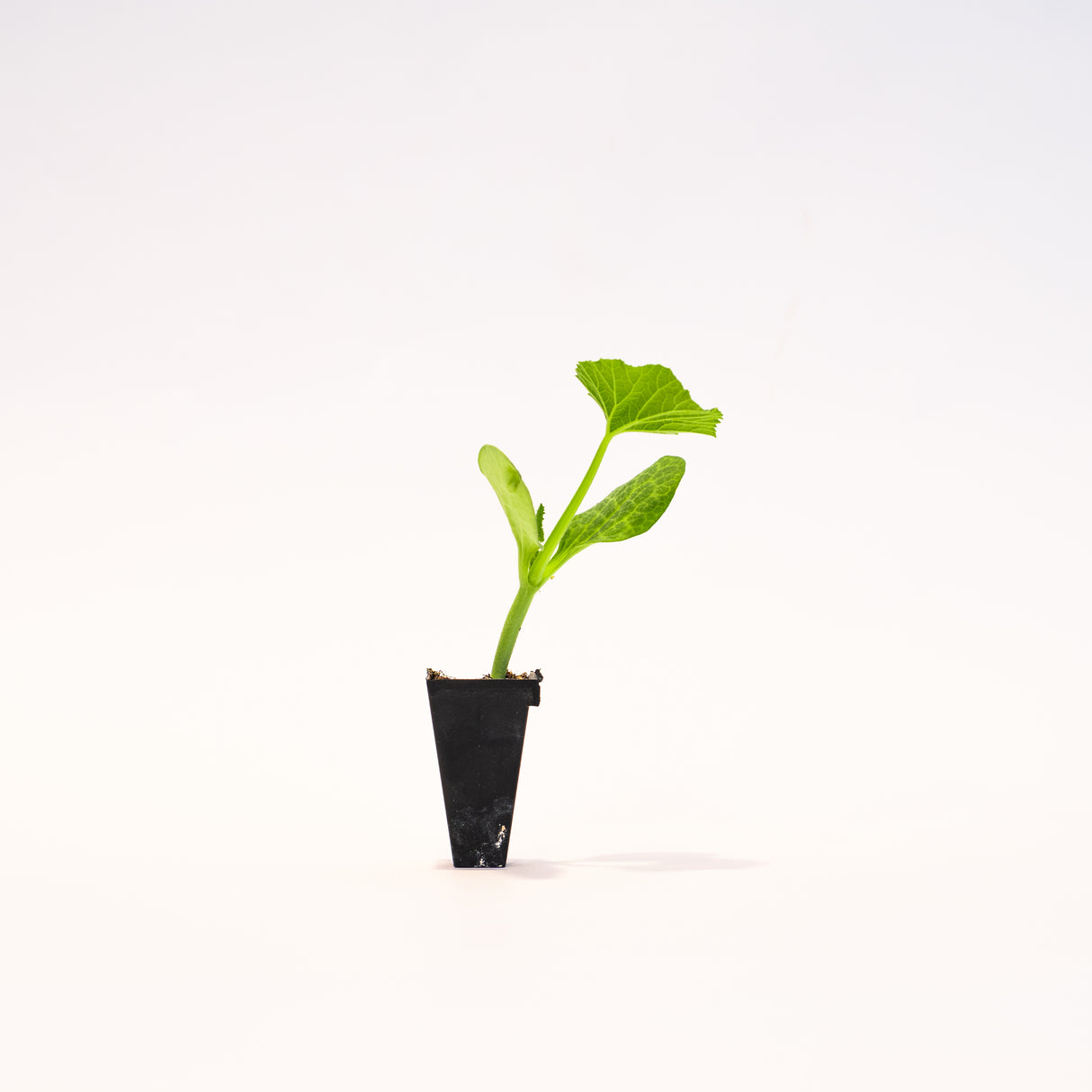 Blue Doll Pumpkin Plant
