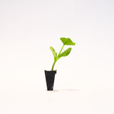 Blue Doll Pumpkin Plant