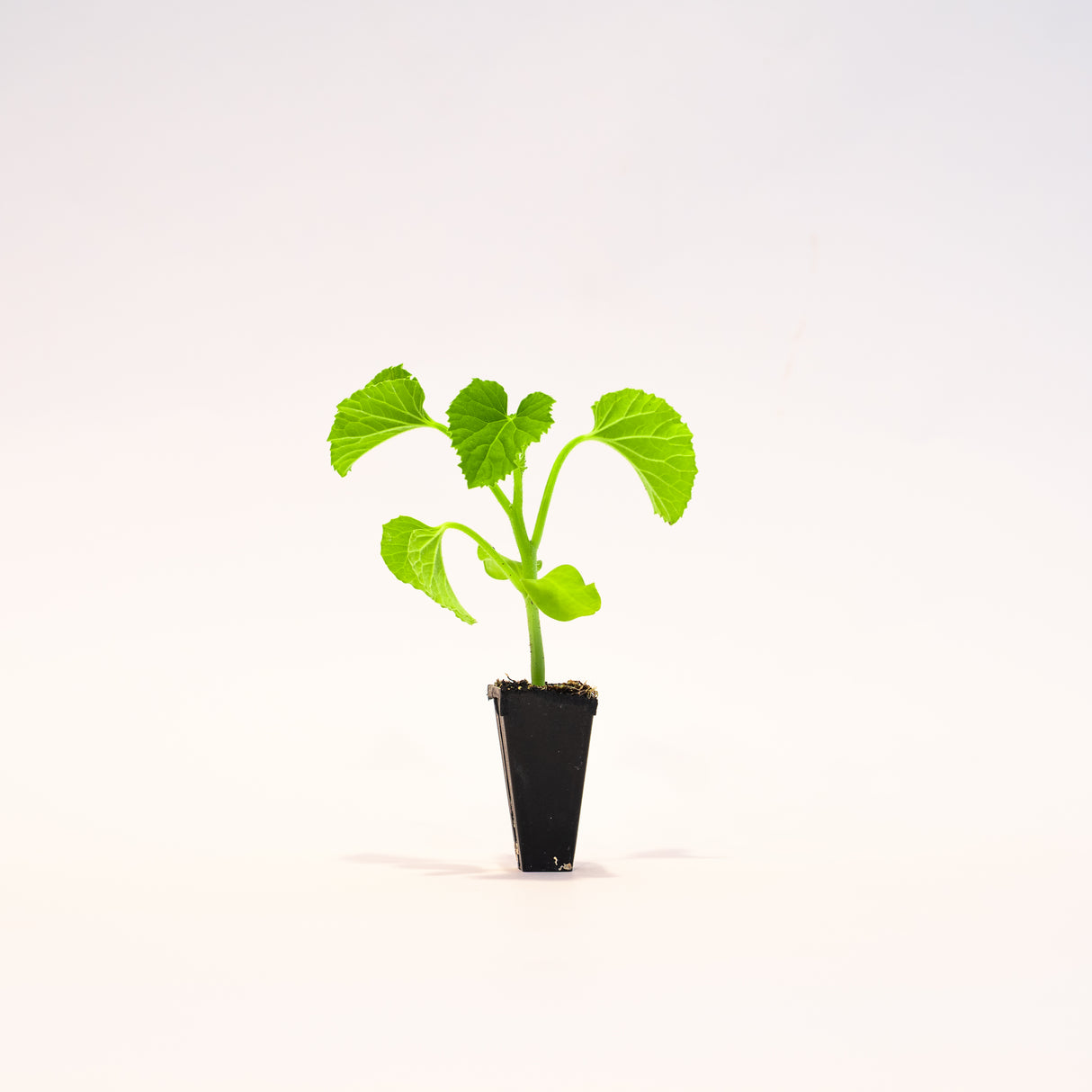Orange Sunrise Pumpkin Plants