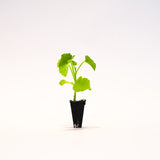 Warty Goblin Pumpkin Plant