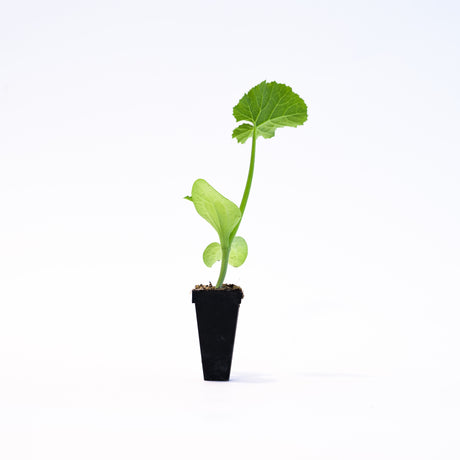 Orangita Pumpkin Plant