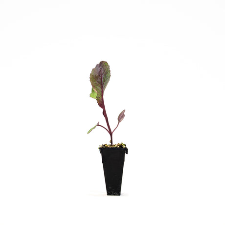 Red Cabbage Plants