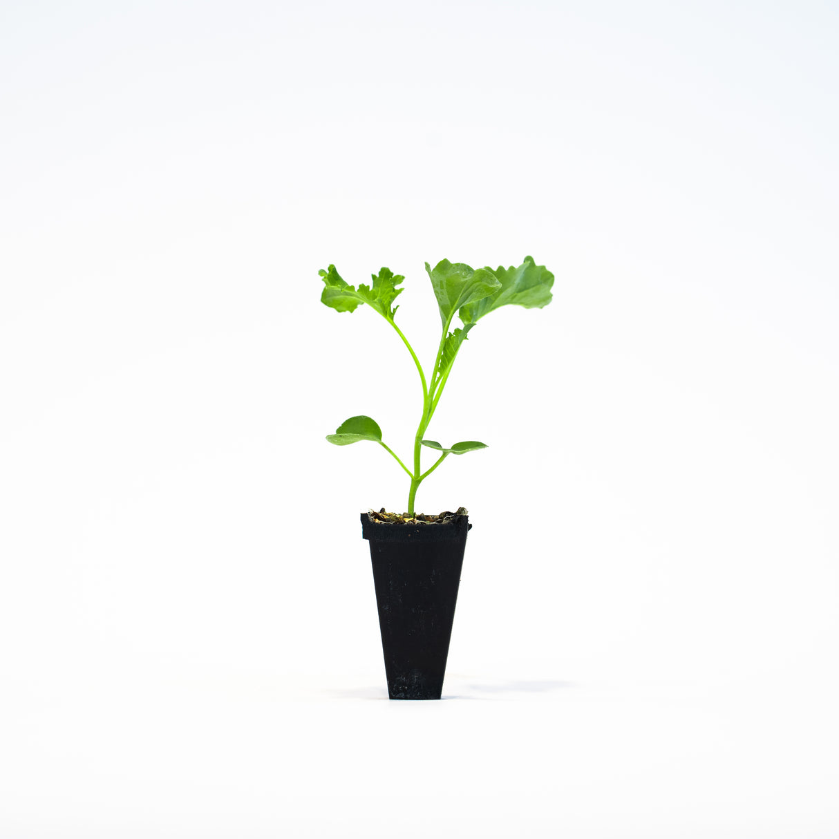 Kale Plants