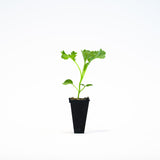 Kale Plants