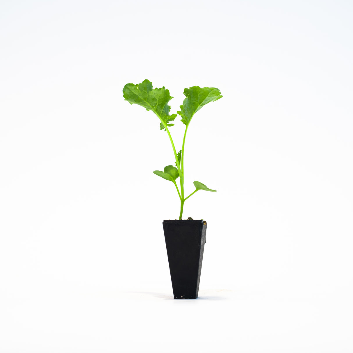 Black Magic Kale Plants