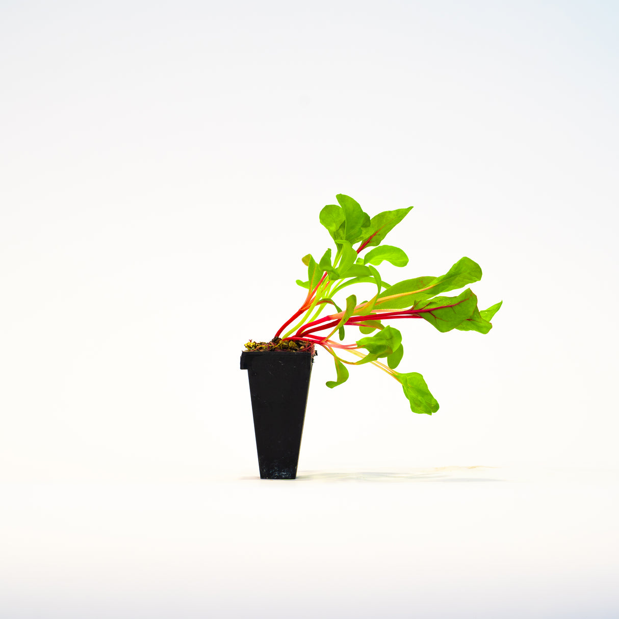 Swiss Chard Plant