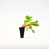 Swiss Chard Plant