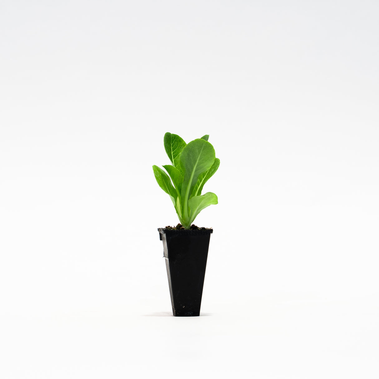 Newham Lettuce Plant (Little Gem)