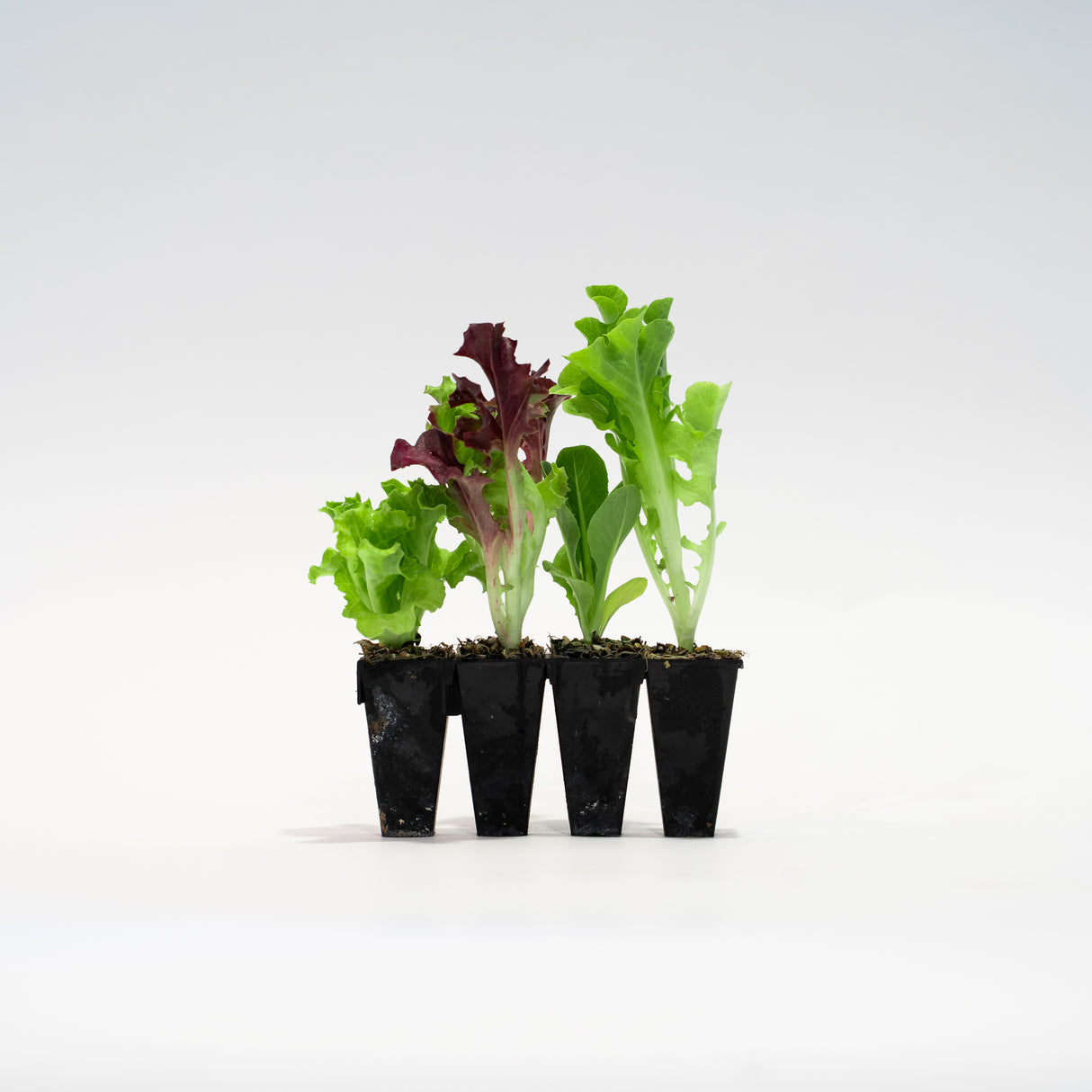 Lettuce Bundle
