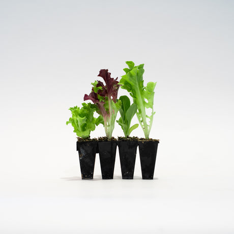 Lettuce Bundle