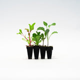 Fall Plant Bundle
