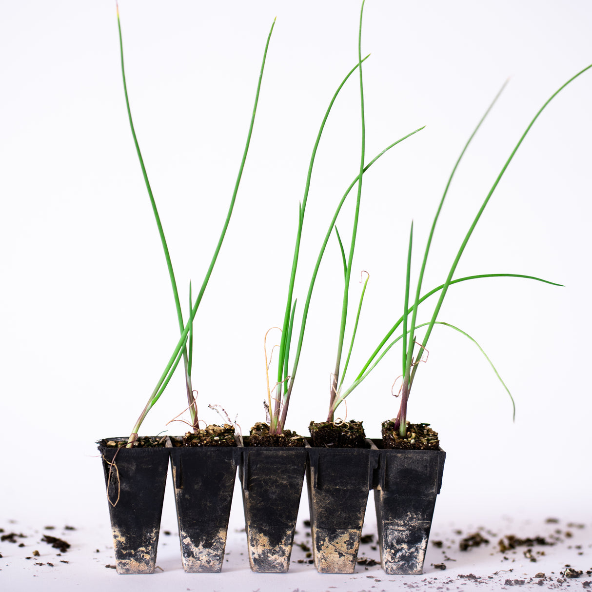 Red Onion (Italian Sweet) Plants