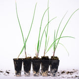 Red Onion (Italian Sweet) Plants