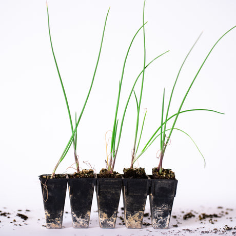 Red Onion (Italian Sweet) Plants