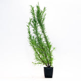 Rosemary Christmas Tree