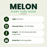 Kalahari (Seedless) Watermelon Plant + 2 Free Pollinator Plants