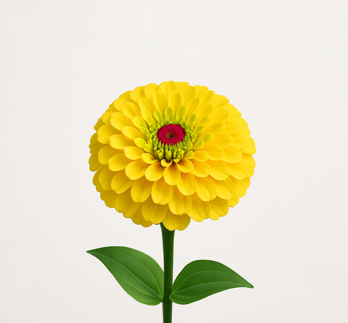 Queeny Lemon Peach Zinnia Plant