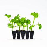 Red Garnet (Seedless) Watermelon Plants + 2 Free Pollinator Plants