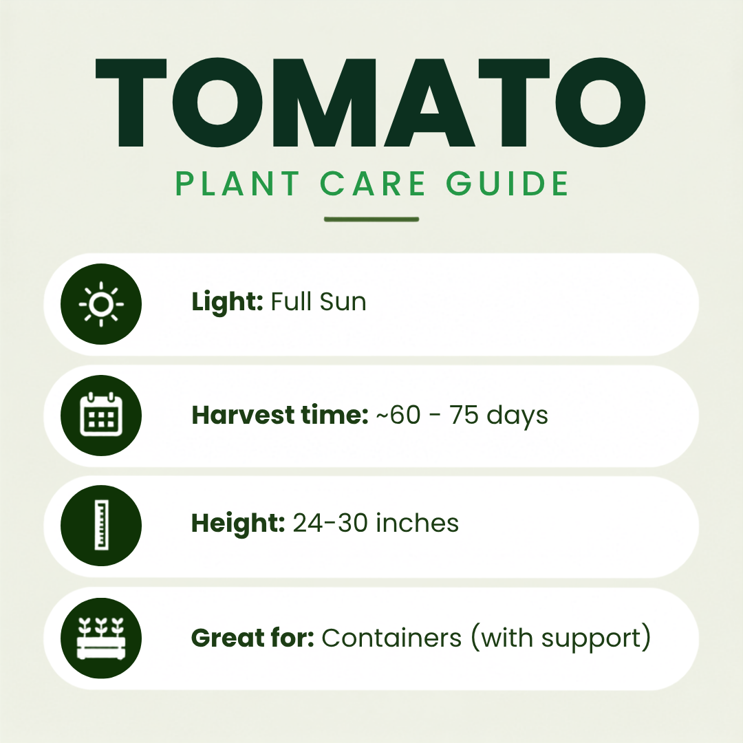 Market Round (Quality 27) Tomato Plants