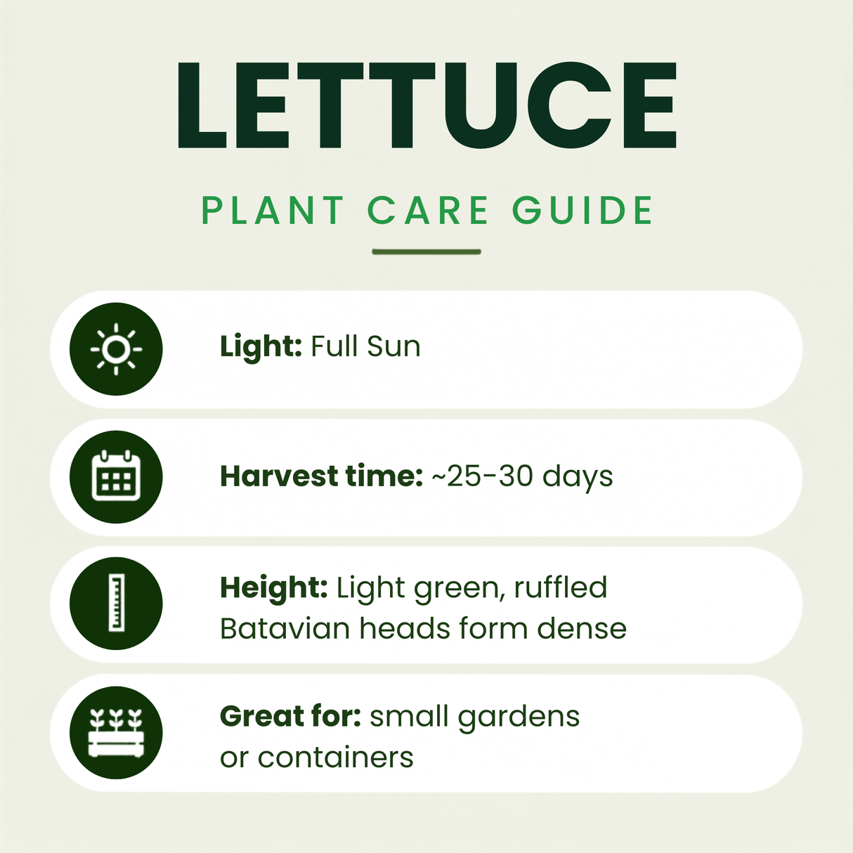Muir Lettuce Plants