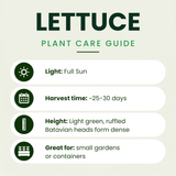 Muir Lettuce Plants