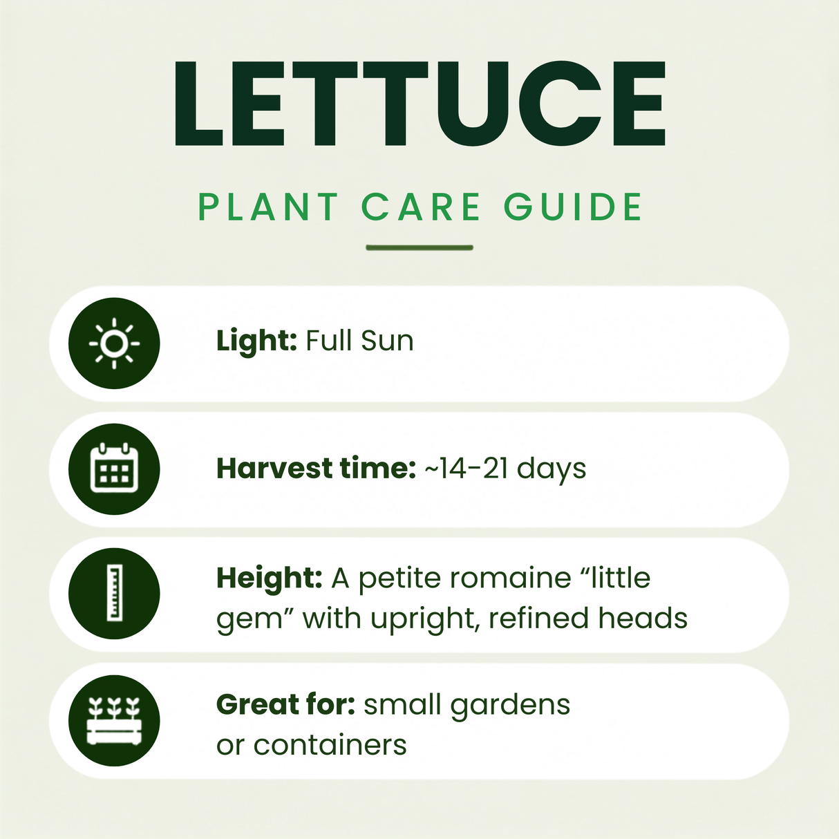 Newham Lettuce Plants (Little Gem)