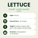 Newham Lettuce Plants (Little Gem)